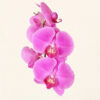 Test orchid