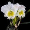 Rhyncholaeliocattleya Burdekin Wonder 