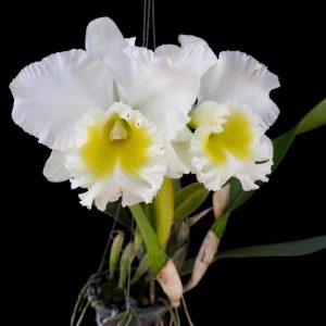 Rhyncholaeliocattleya Burdekin Wonder "Lakelard"