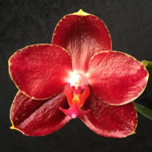 Phalaenopsis Al Sun Hannover "Red"