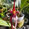 Bulbophyllum nimphopolitanum