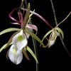 Brassavola tuberculata