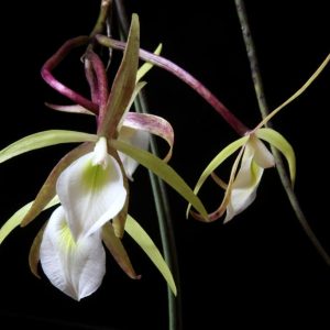 Brassavola tuberculata