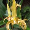 Bulbophyllum lobbii