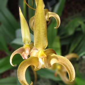 Bulbophyllum lobbii