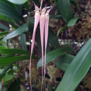 Bulbophyllum longissimum