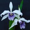 Laelia purpurata