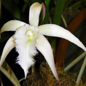 Brassocattleya "David Sander"