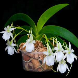 Angraecum leonis