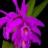 Cattleya Máxima