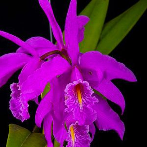 Cattleya Máxima