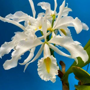 Cattleya Máxima Variedad alba