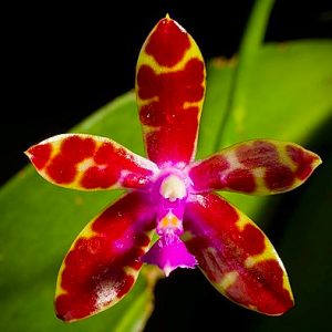 Phalaenopsis bastianii "Leopard Spot"