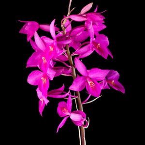 Barkeria skinneri