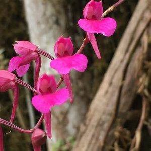 Comparetia falcata