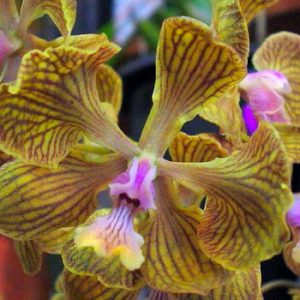 Encyclia fowliei