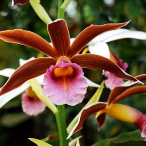 Phaius gravesiae