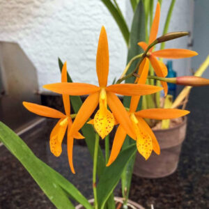 Cattleya Golden Peacock