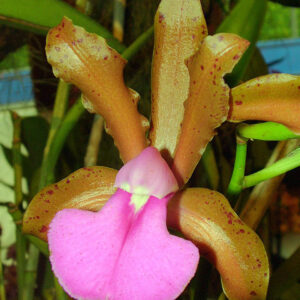 Cattleya bicolor