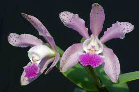 Cattleya guttata×harrisoniana