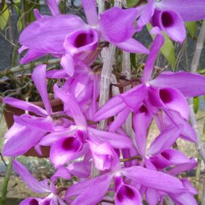 Dendrobium anosmum