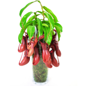 Nepenthes alata