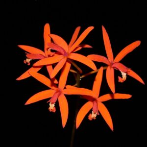 Laelia sanguilaba