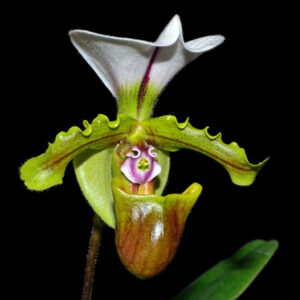 Paphiopedilum spicerianum