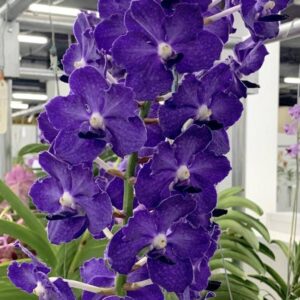 Vanda Ploenpit Blue
