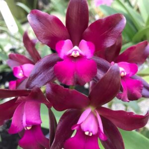 Cattleya Sagarik Wax"African Beauty "