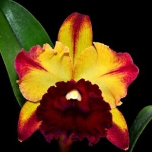 Cattleya Toshie Aoki "Starburst "AM/AOS