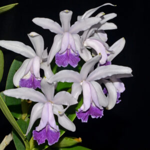 Cattleya intermedia coerulea