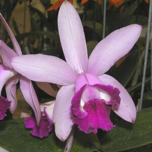 Cattleya intermedia var. orlata