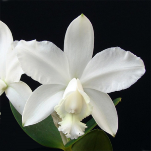 Cattleya loddigesii var. alba
