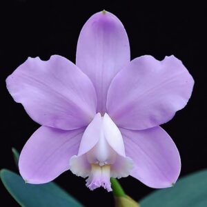Cattleya loddigesii