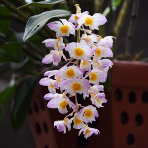 Dendrobium farmeri