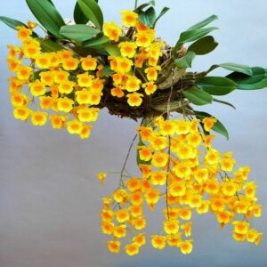 Dendrobium lindleyi