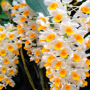 Dendrobium thyrsiflorum