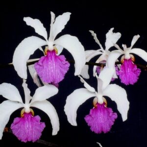 Holcoglossum kimballianum