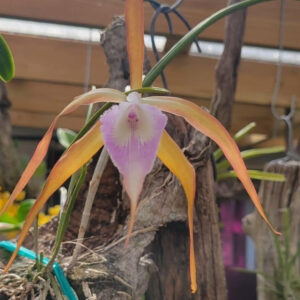 Laelia tenebrosa×Brassavola cucullata