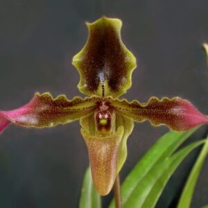 Paphiopedilum esquirolei