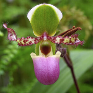 Paphiopedilum liemianum