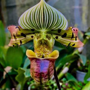 Paphiopedilum venustum.