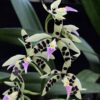 Prosthechea prismatocarpa