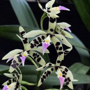 Prosthechea prismatocarpa