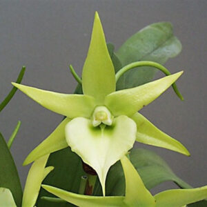 Angraecum Veitchii