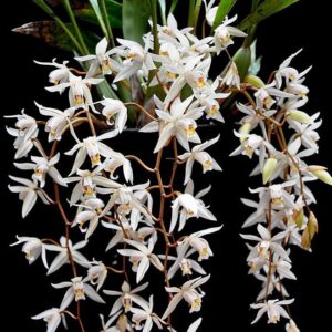 Coelogyne flaccida