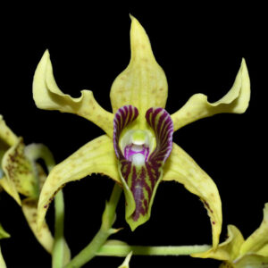 Dendrobium atroviolaceum