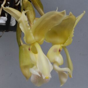 Stanhopea lietzei