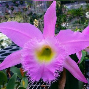 Cattleya Duh's White "Pepa Pig "